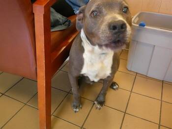 American Staffordshire Terrier Dogs Available for Adoption in Ocala, Florida - A380382 | PetCurious