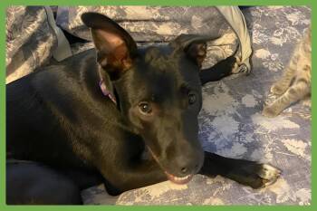 Zena -  Pit Bull Terrier and German Shepherd Dog Dog for Adoption in Amherst, Massachusetts - Zena | PetCurious