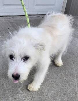 Terrier Dogs Available for Adoption - Blanca | PetCurious