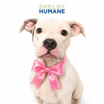 Honey Mustard -  Mixed Breed Dog for Adoption in Columbiana, Alabama - Honey Mustard | PetCurious
