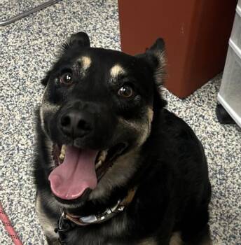 Lotus -  Australian Shepherd Dog for Adoption in Golden, Colorado - Lotus | PetCurious