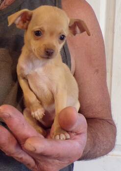 VALENTINE -  Chihuahua Dog for Adoption in Corona, California - VALENTINE | PetCurious