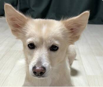Jindo Dogs Available for Adoption in San Ramon, California - Maddie | PetCurious