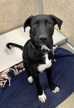 Rescue Labrador Retriever and Pit Bull Terrier Dogs for Adoption in Willmar, Minnesota - T