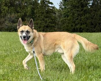 Renegade -  Husky Dog for Adoption in Ashland, Ohio - Renegade | PetCurious