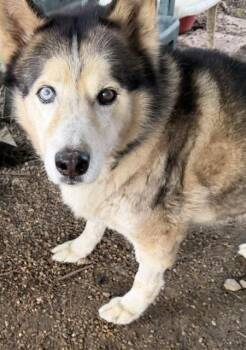 Trooper -  Siberian Husky Dog for Adoption in Sumter, South Carolina - Trooper | PetCurious