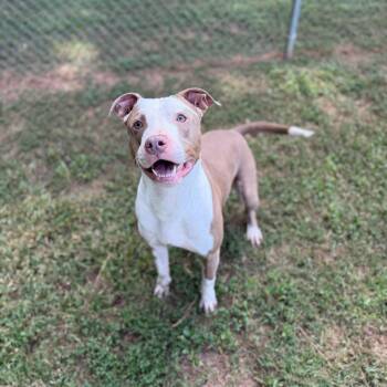 Brutus -  Mixed Breed Dog for Adoption - Brutus | PetCurious