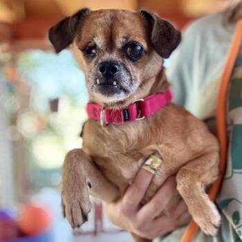 Daisy -  Mixed Breed Dog for Adoption in Glenwood Springs, Colorado - Daisy | PetCurious