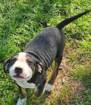 Hound Dogs Available for Adoption in South Kingstown, Rhode Island - Mr Lincoln Rose | PetCurious