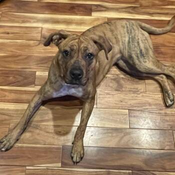 Boxer and Rhodesian Ridgeback Dogs Available for Adoption - Chewy | PetCurious