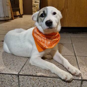 Rescue Canaan Dog and Cattle Dog Dogs for Adoption in Phoenix, Arizona - Lainey | PetCurious