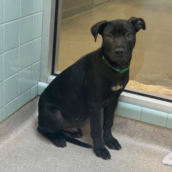 Mixed Breed Dogs Available for Adoption in Columbus, Georgia - Zeus | PetCurious