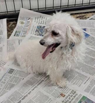 Coconut -  Maltese and Poodle Dog for Adoption in Mukwonago, Wisconsin - Coconut | PetCurious
