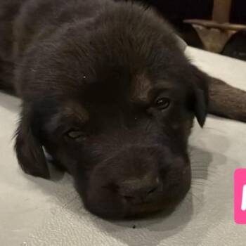 Millie -  Shepherd Dog for Adoption in Brainerd, Minnesota - Millie | PetCurious