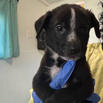 Rescue Pit Bull Terrier Dogs for Adoption in Dallas, Texas - Onyx | PetCurious