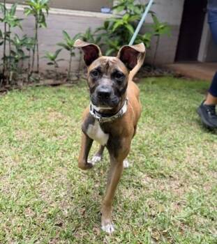Carla -  Pit Bull Terrier and Mixed Breed Dog for Adoption in Honolulu, Hawaii - Carla | PetCurious