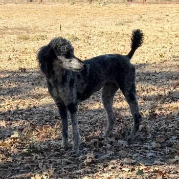 Stormi -  Poodle Dog for Adoption in Sonoma, California - Stormi | PetCurious