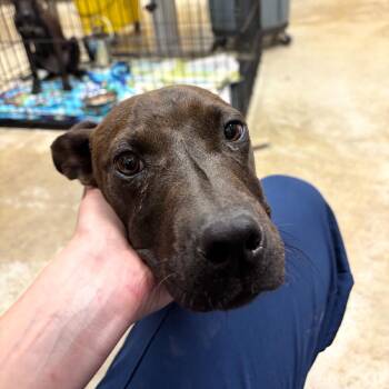 Terrier and Mixed Breed Dogs Available for Adoption in Tupelo, Mississippi - Sable - 032507U | PetCurious