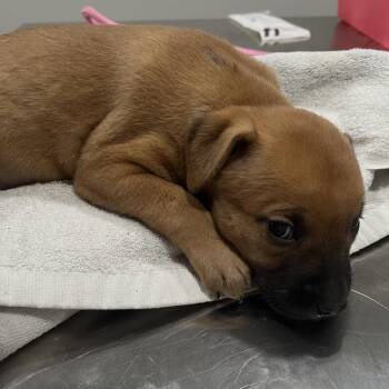 Lilly -  Rottweiler and Mixed Breed Dog for Adoption in Richmond Hill, Georgia - Lilly | PetCurious