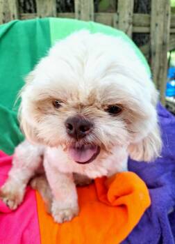 Mouton BL14537-T -  Shih Tzu Dog for Adoption in Missouri City, Texas - Mouton BL14537-T | PetCurious