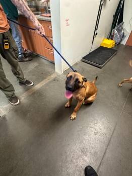 SASSY -  Belgian Shepherd Malinois and Mixed Breed Dog for Adoption in Santa Cruz, California - SASSY | PetCurious
