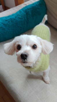 Rescue Maltese and Chihuahua Dogs for Adoption in Seattle, Washington - Snowy | PetCurious