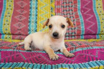 Cyrus -  Chihuahua and Mixed Breed Dog for Adoption in San Antonio, Texas - Cyrus | PetCurious