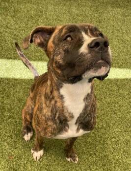 Zaria -  Mixed Breed and Boxer Dog for Adoption in Fort Worth, Texas - Zaria | PetCurious