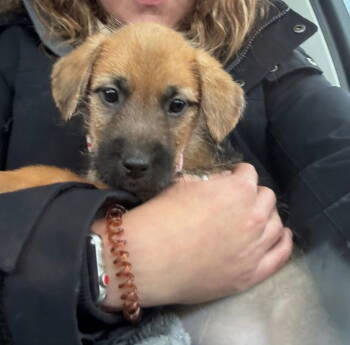 Rescue Terrier Dogs for Adoption in New London, Wisconsin - Pennywise | PetCurious