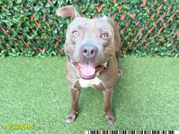 RAYMOND -  Mixed Breed Dog for Adoption in West Palm Beach, Florida - RAYMOND | PetCurious
