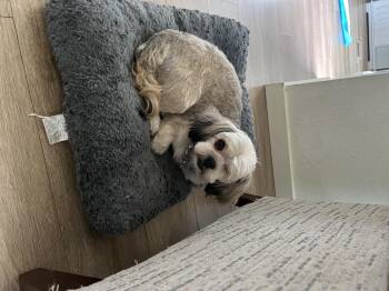 Shih Tzu Dogs Available for Adoption in Severance, Colorado - Kiki | PetCurious
