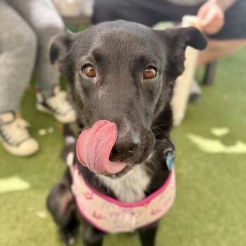 Roma -  Black Labrador Retriever and Shepherd Dog for Adoption in Fort Lauderdale, Florida - Roma | PetCurious