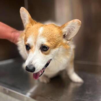 Veronica -  Corgi Dog for Adoption in Campton Hills, Illinois - Veronica | PetCurious