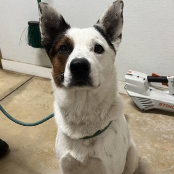 Tater -  Cattle Dog and Mixed Breed Dog Available for Adoption in Wadena, Minnesota - Tater | PetCurious