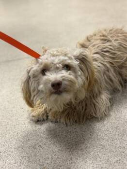 CURLY SUE -  Poodle Dog for Adoption in Riverside, California - CURLY SUE | PetCurious