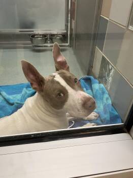 Rescue Pit Bull Terrier Dogs for Adoption in Plano, Texas - Razor A210987 | PetCurious