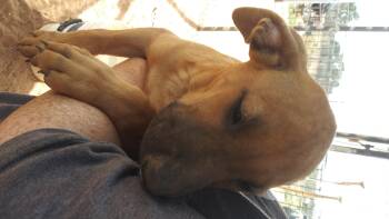 Rescue Labrador Retriever and Shar Pei Dogs for Adoption in Anton, Texas - Boy 3/12 | PetCurious