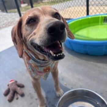 Hound Dogs Available for Adoption in Marion, North Carolina - Trucker | PetCurious