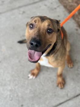 Diesel -  Shepherd and Mixed Breed Dog for Adoption in Benton Harbor, Michigan - Diesel | PetCurious