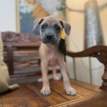 American Staffordshire Terrier and Pit Bull Terrier Dogs Available for Adoption in Friendswood, Texas - Flame Tulip | PetCurious