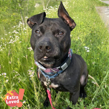 Rescue Mixed Breed Dogs for Adoption in Pittsburgh, Pennsylvania - Namaste | PetCurious