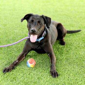 Rescue Mixed Breed Dogs for Adoption in Evansville, Indiana - Lyla | PetCurious