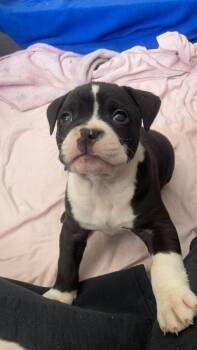 American Bully and Pit Bull Terrier Dogs Available for Adoption in Aurora, Indiana - Kelseys Crew : Gemini (Beans) | PetCurious