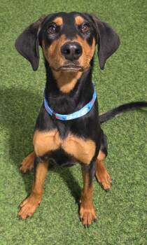 Zara Rae -  Doberman Pinscher Dog for Adoption in Racine, Wisconsin - Zara Rae | PetCurious