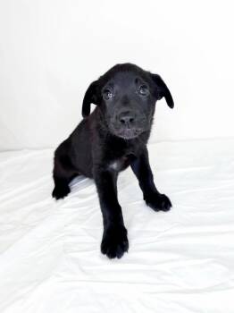 Tris -  Australian Cattle Dog Blue Heeler Dog for Adoption in Bixby, Oklahoma - Tris | PetCurious