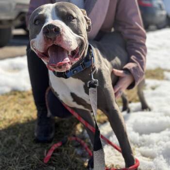 Mixed Breed Dogs Available for Adoption in Melbourne, Kentucky - Regis | PetCurious