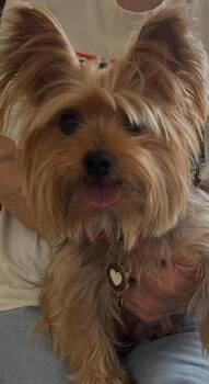 Sadie Mae -  Yorkshire Terrier and Mixed Breed Dog Available for Adoption in Fairhope, Alabama - Sadie Mae | PetCurious