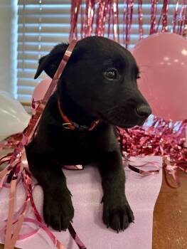 Dean -  Labrador Retriever and Feist Dog for Adoption in Gallatin, Tennessee - Dean | PetCurious