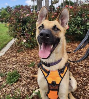 German Shepherd Dog Dogs Available for Adoption in Davis, California - Tambourine | PetCurious
