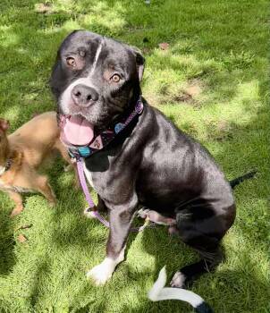 Rescue American Staffordshire Terrier and Pit Bull Terrier Dogs for Adoption in Houston, Texas - Arnie | PetCurious